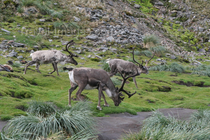 south-georgia54: South Georgia - Husvik - reindeer grazing - Rangifer tarandusAntarctic region images by C.Breschi - (c) Travel-Images.com - Stock Photography agency - Image Bank