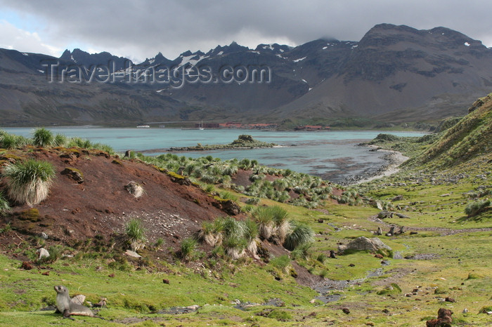 south-georgia71: South Georgia - Hutsvik - Tussac Grass - Parodiochloa flabellata - Antarctic region images by C.Breschi - (c) Travel-Images.com - Stock Photography agency - Image Bank