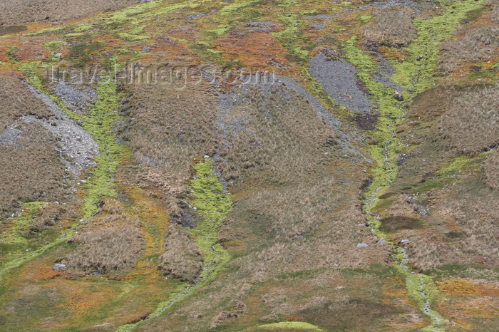 south-georgia79: South Georgia - Hutsvik - modest vegetation - Antarctic region images by C.Breschi - (c) Travel-Images.com - Stock Photography agency - Image Bank