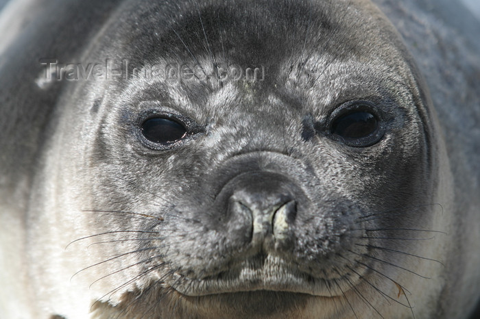 south-georgia95: South Georgia - Southern Elephant Seal - Mirounga leonina - face - éléphant de mer austral - Antarctic region images by C.Breschi - (c) Travel-Images.com - Stock Photography agency - Image Bank