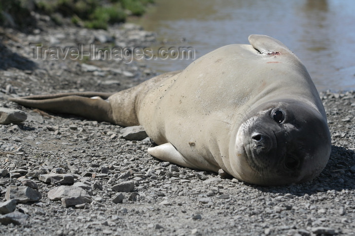 south-georgia96: South Georgia - Southern Elephant Seal - Mirounga leonina - on the side - éléphant de mer austral - Antarctic region images by C.Breschi - (c) Travel-Images.com - Stock Photography agency - Image Bank
