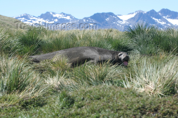 south-georgia97: South Georgia - Southern Elephant Seal on the Tussac Grass (tussock - Parodiochloa flabellata) - Mirounga leonina - éléphant de mer austral - Antarctic region images by C.Breschi - (c) Travel-Images.com - Stock Photography agency - Image Bank