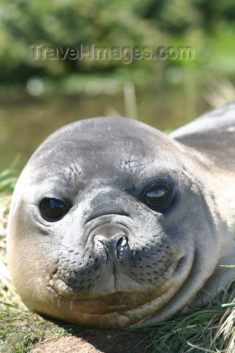 south-georgia98: South Georgia - Southern Elephant Seal - close up - Mirounga leonina - éléphant de mer austral - Antarctic region images by C.Breschi - (c) Travel-Images.com - Stock Photography agency - Image Bank