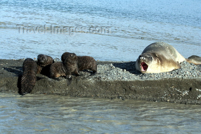 south-georgia99: South Georgia - Southern Elephant Seal - female and four cubs - Mirounga leonina - éléphant de mer austral - Antarctic region images by C.Breschi - (c) Travel-Images.com - Stock Photography agency - Image Bank