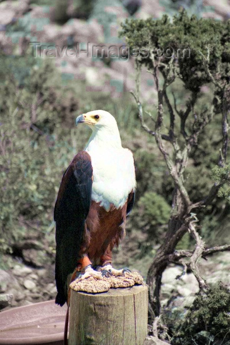 spai194: Spain / España - Benalmádena  (provincia de Malaga - Costa de Sol): African Fishing Eagle Monte Calamorro / Aguila pesquera africana - photo by D.Jackson - (c) Travel-Images.com - Stock Photography agency - Image Bank