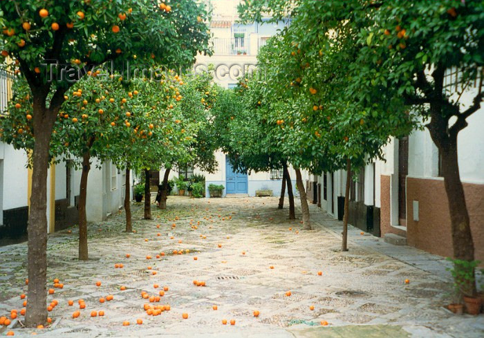 spai2: Spain / España - Sevilla: Orange way - photo by M.Torres - (c) Travel-Images.com - Stock Photography agency - Image Bank