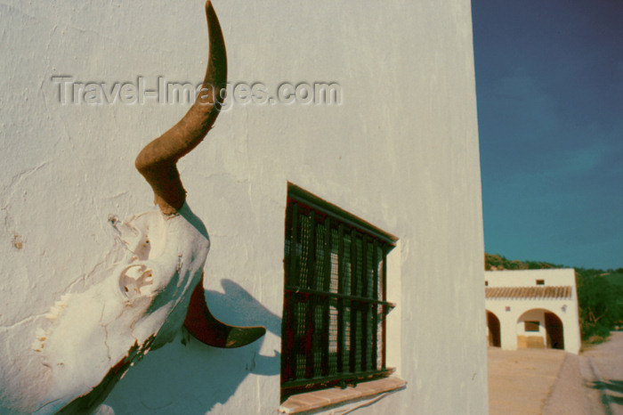 spai275: Spain - Cadiz - Bull skull in the wall of an Andalusian farm - photo by K.Strobel - (c) Travel-Images.com - Stock Photography agency - Image Bank