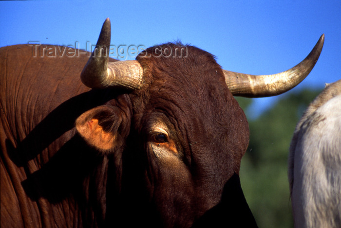 spai278: Spain - Cadiz - Spanish bull - photo by K.Strobel - (c) Travel-Images.com - Stock Photography agency - Image Bank