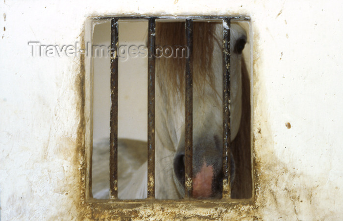 spai293: Spain - Villamartín - Cadiz province - Horse inside the stable, Horse training centre - photo by K.Strobel - (c) Travel-Images.com - Stock Photography agency - Image Bank