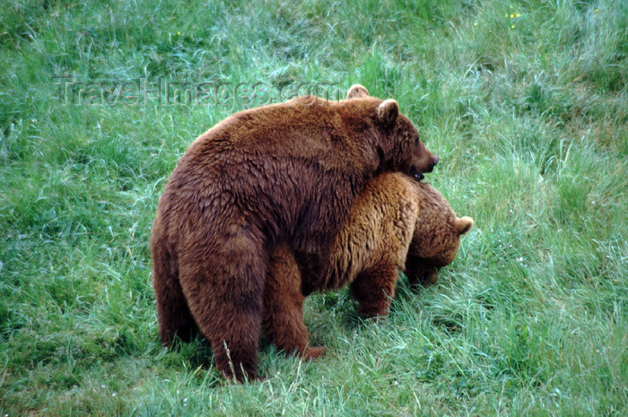 spai415: Spain - Cantabria - Parque de la Naturaleza de Cabárceno: bears copulating - photo by F.Rigaud - (c) Travel-Images.com - Stock Photography agency - Image Bank