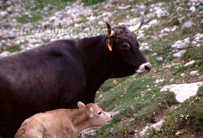 spai423: Spain - Cantabria - Áliva - mointain cows - photo by F.Rigaud - (c) Travel-Images.com - Stock Photography agency - Image Bank