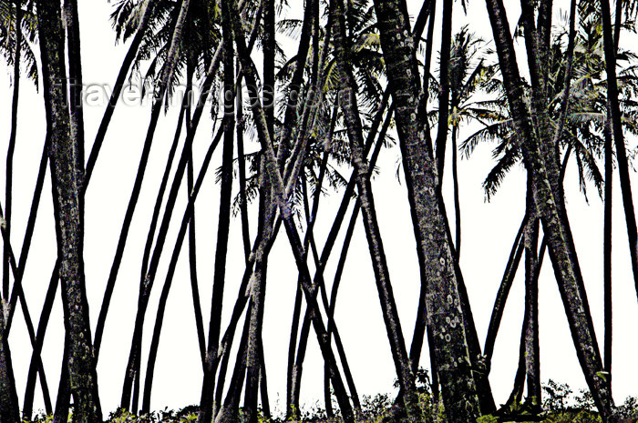sri-lanka104: Sri Lanka - Weligama (Southern Province): Silhouetted palms (photo by B.Cain) - (c) Travel-Images.com - Stock Photography agency - Image Bank