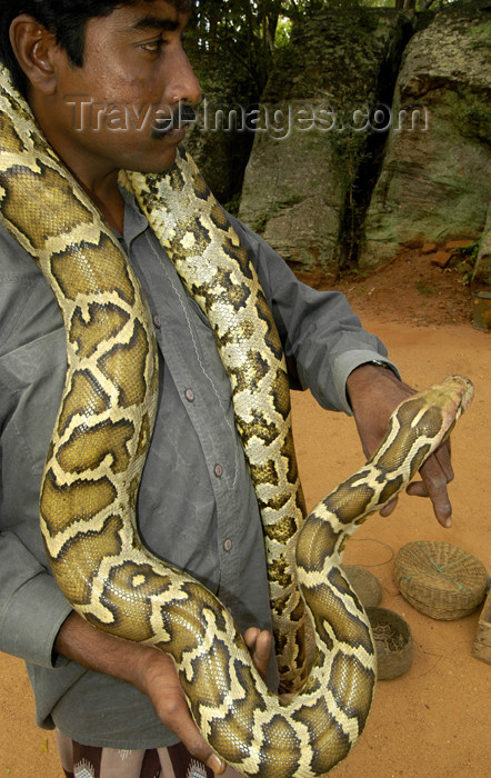 sri-lanka108: Sri Lanka - Sigirya (Matale distric - Central Province): Snake Charmer with Python (photo by B.Cain) - (c) Travel-Images.com - Stock Photography agency - Image Bank