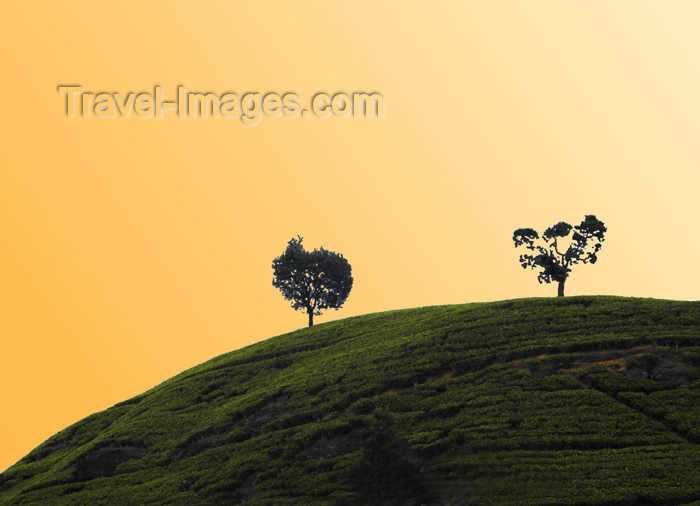 sri-lanka111: Nuwara Eliya, Central Province, Sri Lanka: sunset in tea country - photo by B.Cain - (c) Travel-Images.com - Stock Photography agency - Image Bank