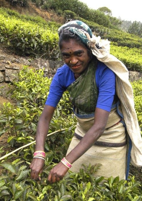 sri-lanka113: Nuwara Eliya, Central Province, Sri Lanka: tea leaves picker in field - photo by B.Cain - (c) Travel-Images.com - Stock Photography agency - Image Bank