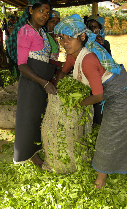 sri-lanka115: Nuwara Eliya, Central Province, Sri Lanka: tea leaves pickers bagging picked leaves - photo by B.Cain - (c) Travel-Images.com - Stock Photography agency - Image Bank