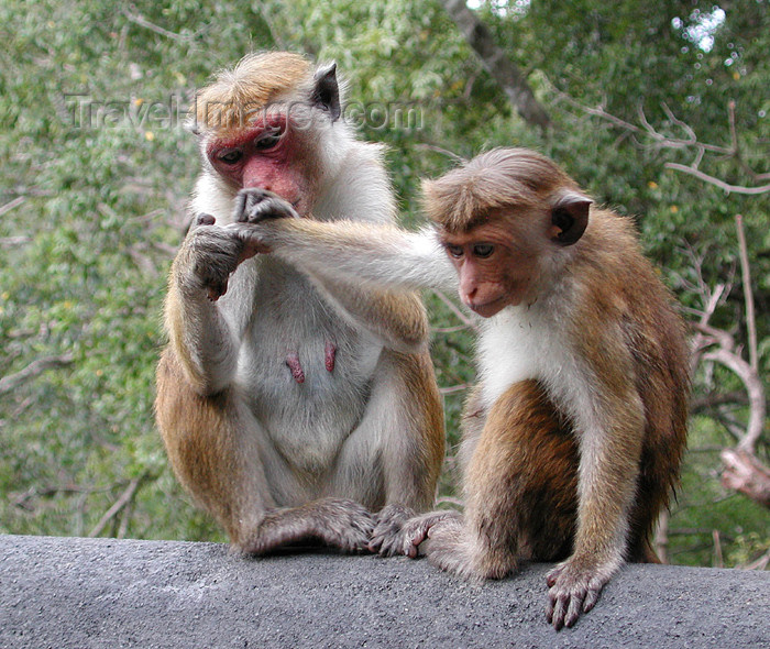 sri-lanka124: Dambulla, Sri Lanka: two monkeys - photo by B.Cain - (c) Travel-Images.com - Stock Photography agency - Image Bank