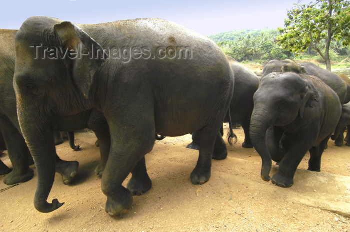 sri-lanka130: Kegalle, Sabaragamuwa province, Sri Lanka: Pinnawela Elephant Orphanage - marching up stairs - photo by B.Cain - (c) Travel-Images.com - Stock Photography agency - Image Bank
