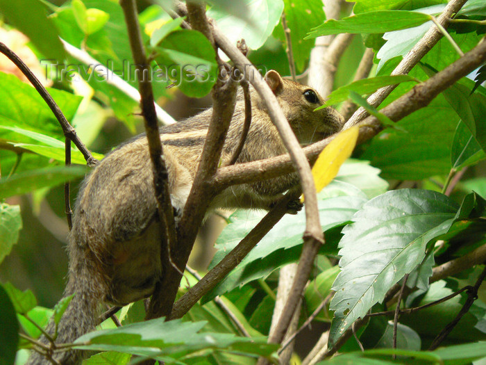 sri-lanka131: Sri Lanka - Ganemulla - sri lankan squirrel on a tree - photo by K.Y.Ganeshapriya - (c) Travel-Images.com - Stock Photography agency - Image Bank