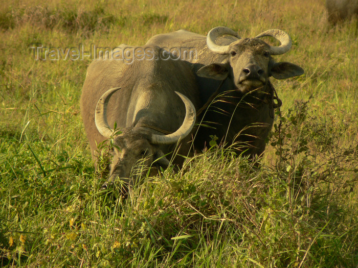 sri-lanka134: Sri Lanka - Ganemulla region - buffalos in a paddy field - photo by K.Y.Ganeshapriya - (c) Travel-Images.com - Stock Photography agency - Image Bank