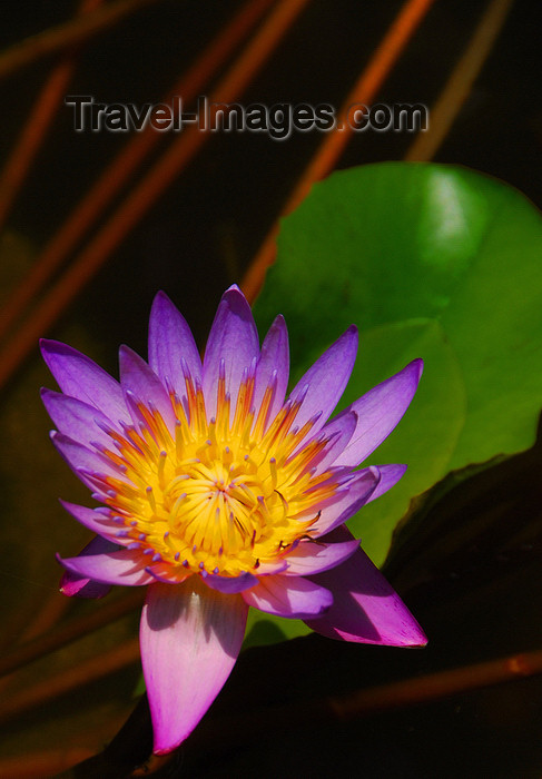 sri-lanka166: Colombo, Sri Lanka: water lily flower - Nymphaeaceae - pond in the Gardens of the Hilton Hotel - photo by M.Torres - (c) Travel-Images.com - Stock Photography agency - Image Bank