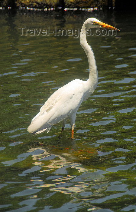 sri-lanka168: Colombo, Sri Lanka: Great Egret - Ardea alba - wading bird - pond in the Gardens of the Hilton Hotel - photo by M.Torres - (c) Travel-Images.com - Stock Photography agency - Image Bank