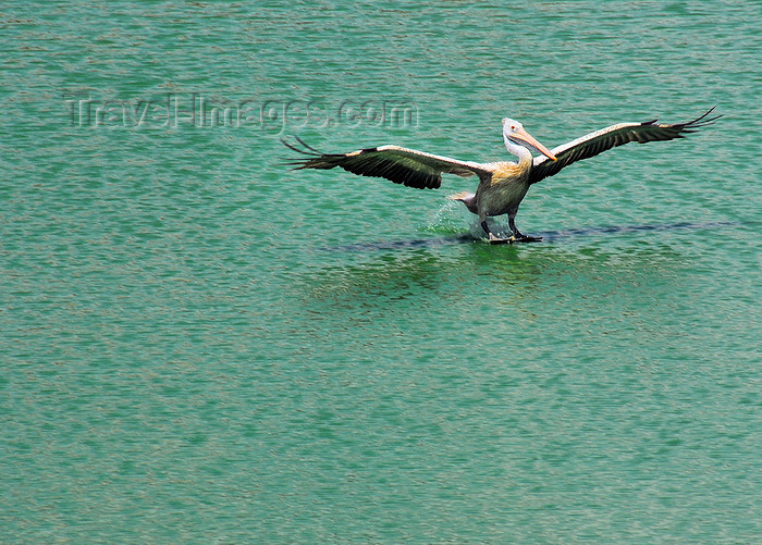 sri-lanka187: Colombo, Sri Lanka: pelican alighting on Beira Lake - photo by M.Torres - (c) Travel-Images.com - Stock Photography agency - Image Bank