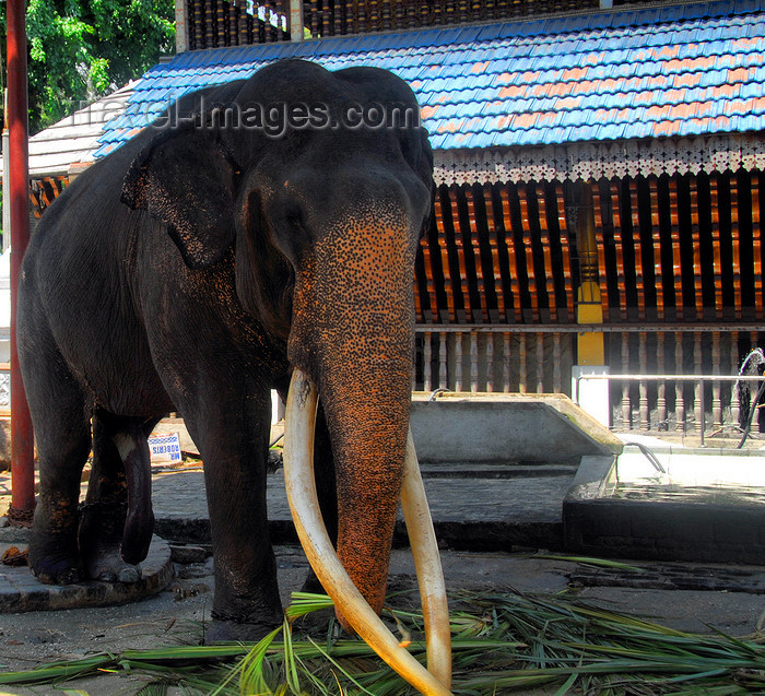 sri-lanka191: Colombo, Sri Lanka: Gangaramaya Temple - the local elephant - Slave island - photo by M.Torres - (c) Travel-Images.com - Stock Photography agency - Image Bank