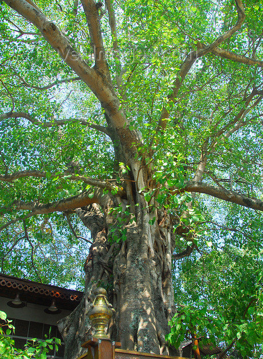 sri-lanka194: Colombo, Sri Lanka: Gangaramaya Temple - bodhi tree planted from a sapling taken from the most sacred Bodhi tree, the Sri Maha in Anuradhapura - Slave island - photo by M.Torres - (c) Travel-Images.com - Stock Photography agency - Image Bank