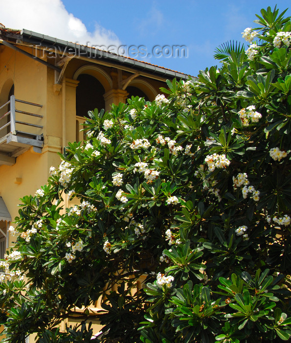 sri-lanka228: Galle, Southern Province, Sri Lanka: flowers and house near St. Mary's catholic cathedral - photo by M.Torres - (c) Travel-Images.com - Stock Photography agency - Image Bank