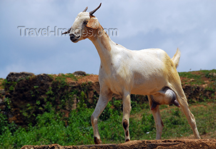 sri-lanka265: Galle, Southern Province, Sri Lanka: goat with filled ubber - southen wall - Old Town - UNESCO World Heritage Site - photo by M.Torres - (c) Travel-Images.com - Stock Photography agency - Image Bank