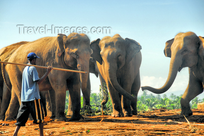 sri-lanka27: Kegalle, Sabaragamuwa province, Sri Lanka: Pinnawala Elephant preserve - group of Asian elephants  with their mahout - photo by M.Torres - (c) Travel-Images.com - Stock Photography agency - Image Bank