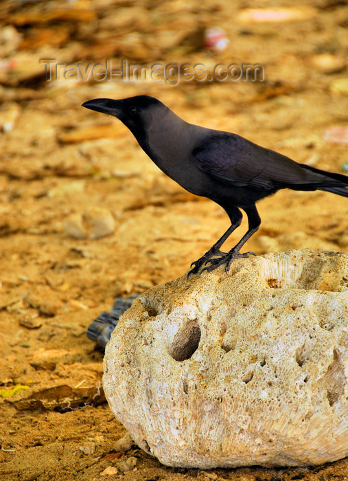 sri-lanka270: Galle, Southern Province, Sri Lanka: beach at Point Utrecht bastion - crow on dead coral - Old Town - UNESCO World Heritage Site - photo by M.Torres - (c) Travel-Images.com - Stock Photography agency - Image Bank