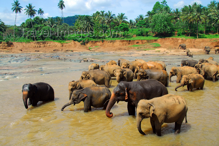 sri-lanka28: Kegalle, Sabaragamuwa province, Sri Lanka: Pinnawala Elephant preserve - herd of elephants bathing in the river - photo by M.Torres - (c) Travel-Images.com - Stock Photography agency - Image Bank