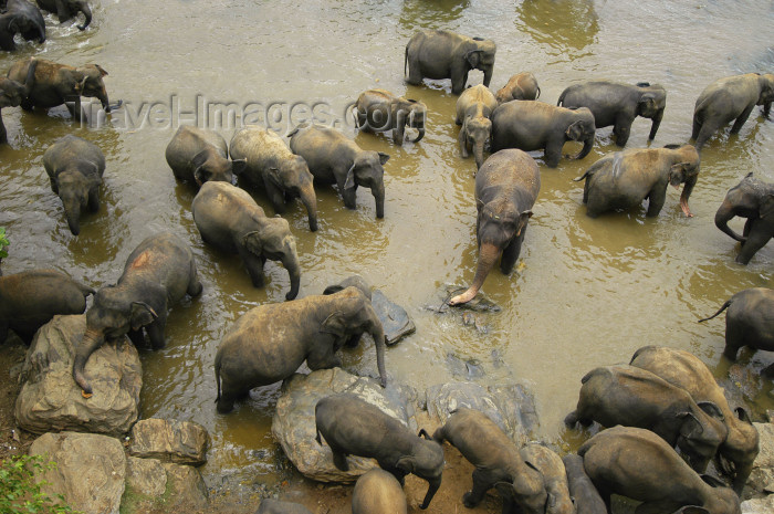 sri-lanka29: Pinnawela Elephant preserve, Sri Lanka: elephants bathing - from above - photo by B.Cain - (c) Travel-Images.com - Stock Photography agency - Image Bank