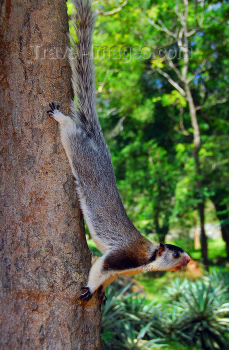 sri-lanka321: Sigiriya, Central Province, Sri Lanka: Grizzled Giant Squirrel - Ratufa macroura dandolena - fauna - photo by M.Torres - (c) Travel-Images.com - Stock Photography agency - Image Bank