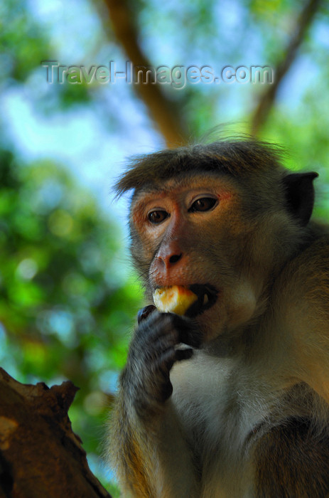 sri-lanka322: Sigiriya, Central Province, Sri Lanka: monkey eating fruit on a tree - Unesco World Heritage site - photo by M.Torres - (c) Travel-Images.com - Stock Photography agency - Image Bank