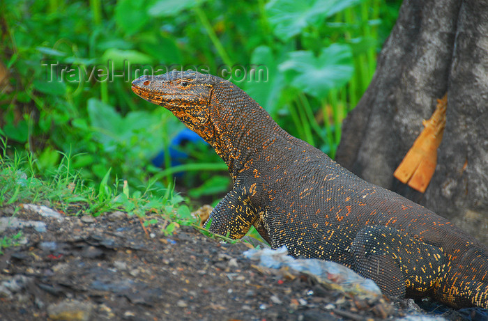 sri-lanka323: Kegalle, Sabaragamuwa province, Sri Lanka: Water monitor - Varanus salvator - Pinnewela road - photo by M.Torres - (c) Travel-Images.com - Stock Photography agency - Image Bank