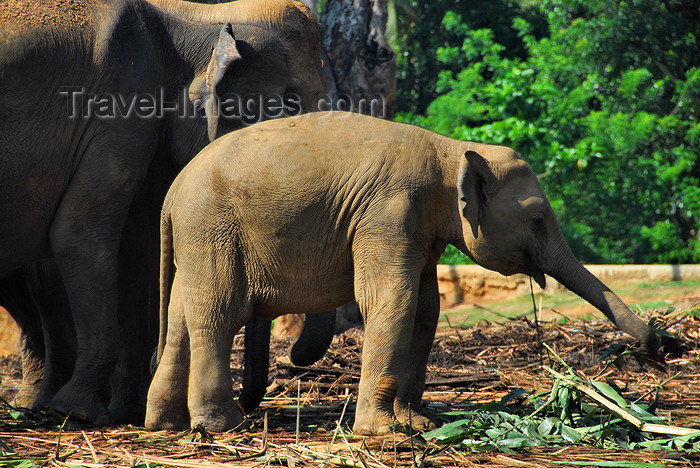 sri-lanka324: Kegalle, Sabaragamuwa province, Sri Lanka: juvenile elephant leading a herd - Pinnewela Elephant Orphanage - photo by M.Torres - (c) Travel-Images.com - Stock Photography agency - Image Bank