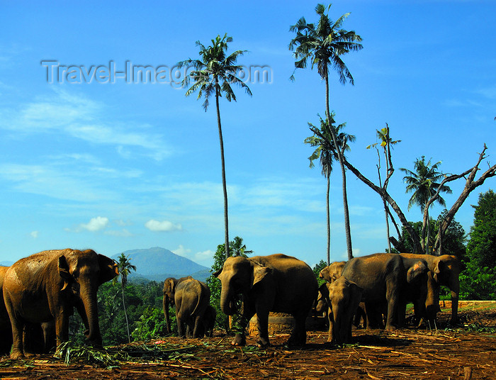 sri-lanka325: Kegalle, Sabaragamuwa province, Sri Lanka: elephants and cocunut trees - Pinnewela Elephant Orphanage - photo by M.Torres - (c) Travel-Images.com - Stock Photography agency - Image Bank