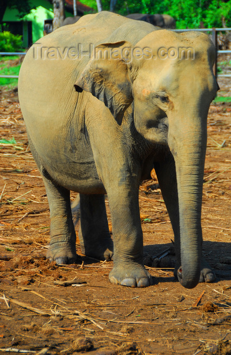 sri-lanka326: Kegalle, Sabaragamuwa province, Sri Lanka: juvenile elephant - Pinnewela Elephant Orphanage - photo by M.Torres - (c) Travel-Images.com - Stock Photography agency - Image Bank