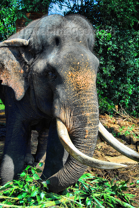 sri-lanka327: Kegalle, Sabaragamuwa province, Sri Lanka: large bull elephant - Pinnewela Elephant Orphanage - photo by M.Torres - (c) Travel-Images.com - Stock Photography agency - Image Bank
