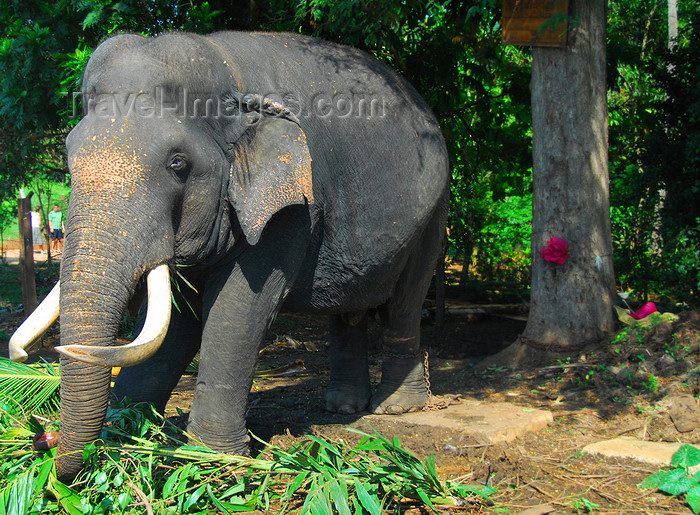 sri-lanka328: Kegalle, Sabaragamuwa province, Sri Lanka: bull elephant chained to a tree - the Sri Lankan Elephant is the largest of the subspecies of Asia elephant - Pinnawala Elephant Orphanage - photo by M.Torres - (c) Travel-Images.com - Stock Photography agency - Image Bank