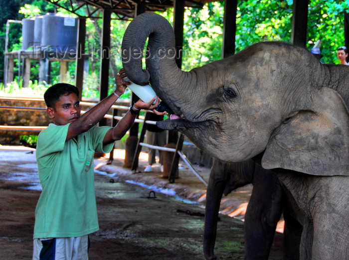 sri-lanka329: Kegalle, Sabaragamuwa province, Sri Lanka: a mahout hand feeds an elephant - Pinnewela Elephant Orphanage - photo by M.Torres - (c) Travel-Images.com - Stock Photography agency - Image Bank
