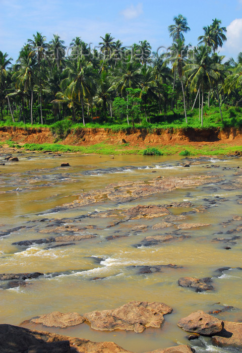 sri-lanka330: Kegalle, Sabaragamuwa province, Sri Lanka: coconut trees along the river Maha Oya at Rambukkana - photo by M.Torres - (c) Travel-Images.com - Stock Photography agency - Image Bank