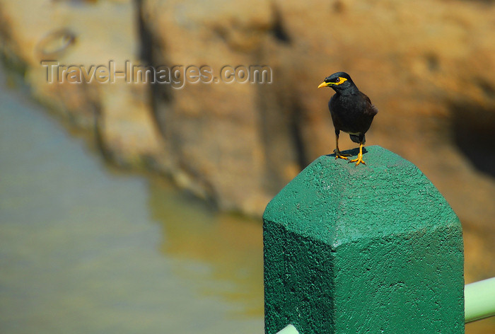 sri-lanka332: Kegalle, Sabaragamuwa province, Sri Lanka: black bird on a green pillar by the Oya River - Pinnewela - photo by M.Torres - (c) Travel-Images.com - Stock Photography agency - Image Bank