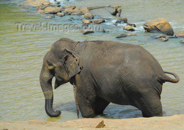 sri-lanka333: Kegalle, Sabaragamuwa province, Sri Lanka: chained yet happy - an elephant bathes - Pinnewela Elephant Orphanage - photo by M.Torres - (c) Travel-Images.com - Stock Photography agency - Image Bank