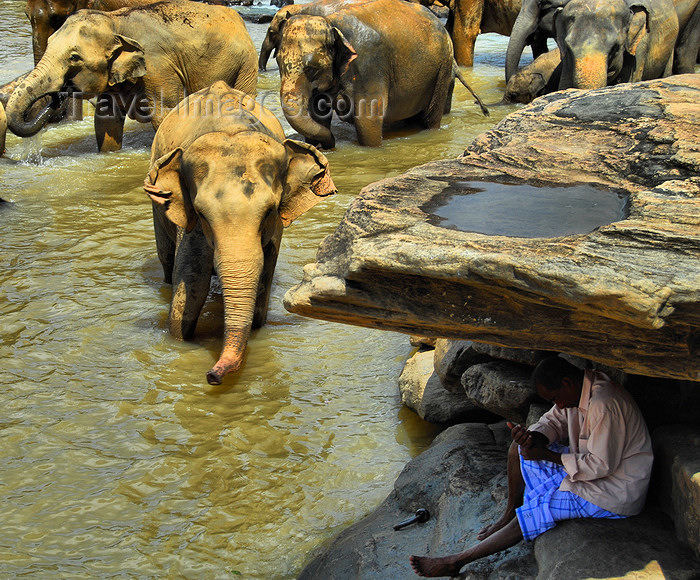 sri-lanka336: Kegalle, Sabaragamuwa province, Sri Lanka: a mahout seeks the shade under a stone slab, while elephants bathe - Pinnewela Elephant Orphanage, Rambukkana - photo by M.Torres - (c) Travel-Images.com - Stock Photography agency - Image Bank