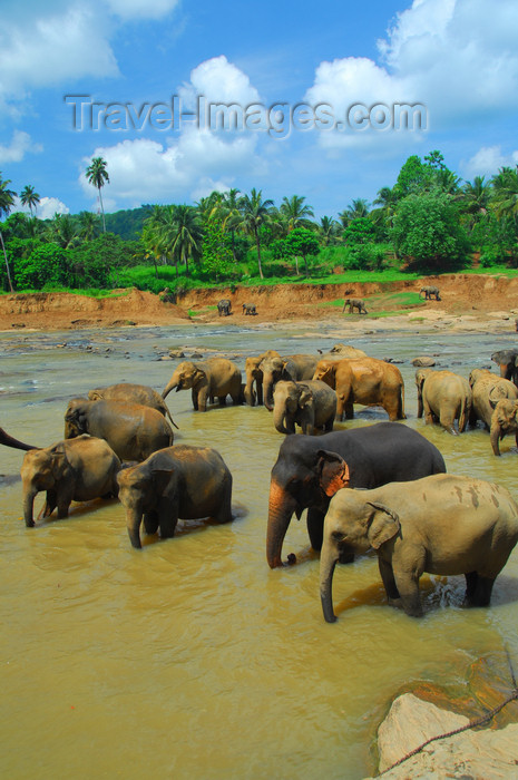 sri-lanka337: Kegalle, Sabaragamuwa province, Sri Lanka: elephants walk in the river - Pinnewela Elephant Orphanage - photo by M.Torres - (c) Travel-Images.com - Stock Photography agency - Image Bank