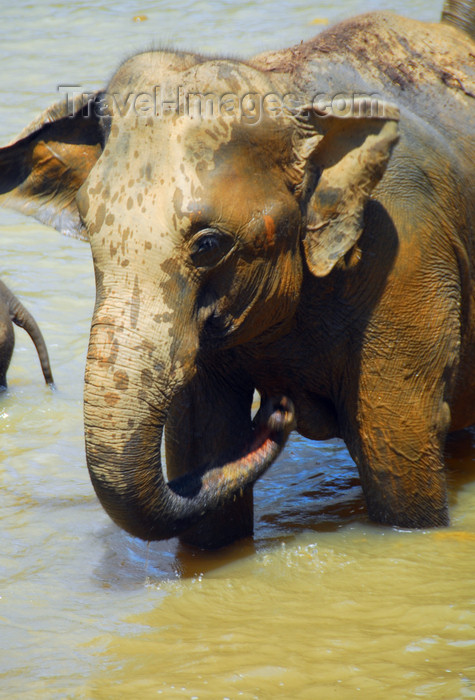 sri-lanka338: Kegalle, Sabaragamuwa province, Sri Lanka: elephant bathing - Pinnewela Elephant Orphanage - photo by M.Torres - (c) Travel-Images.com - Stock Photography agency - Image Bank